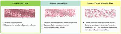 Dysregulated CD4+ T Cells and microRNAs in Myocarditis